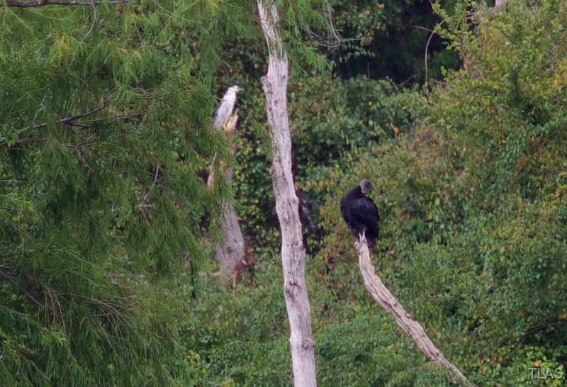 Black_crowned Night Heron & Black Vulture